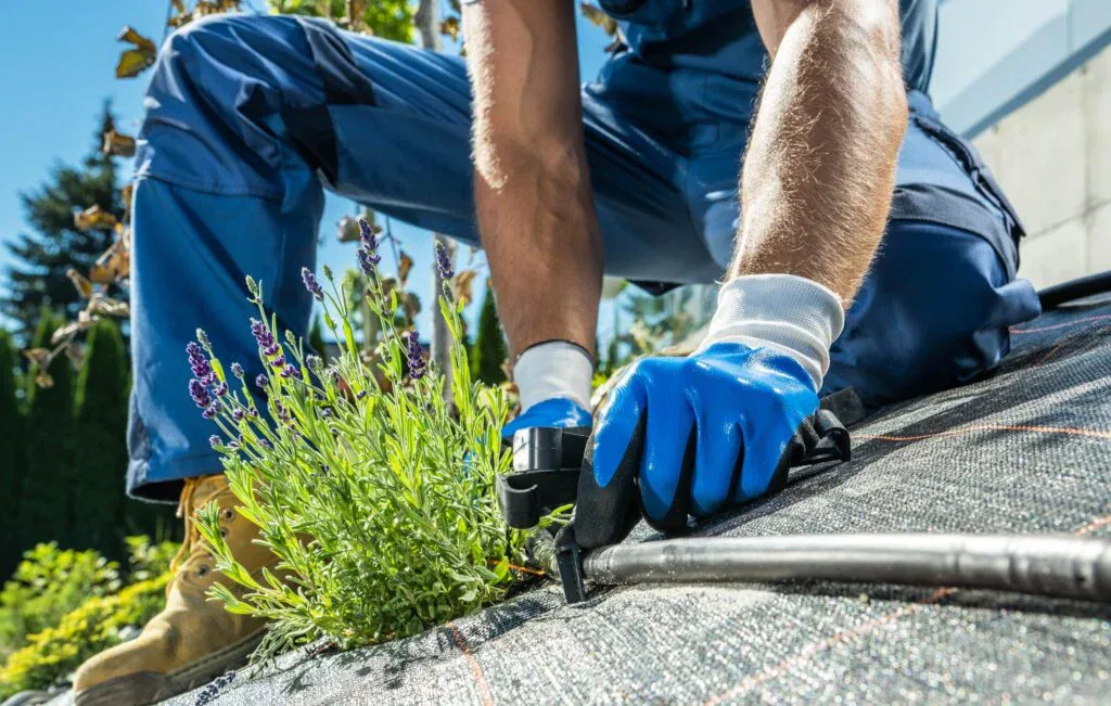 Close-up of a gardener in blue workwear and protective gloves installing a black trickle irrigation line next to a lavender plant on top of landscape fabric.