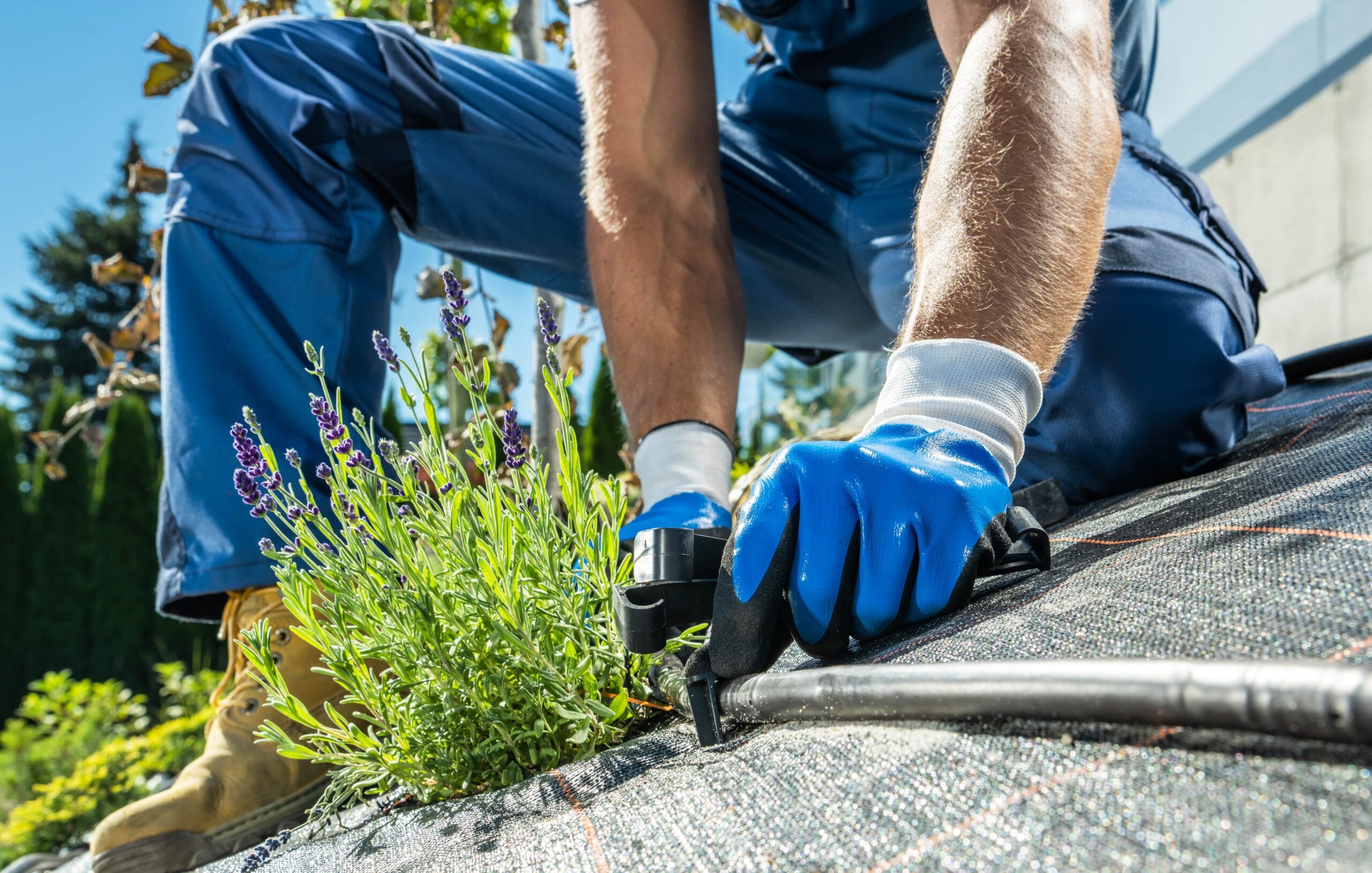 Close-up of a gardener in blue workwear and protective gloves installing a black trickle irrigation line next to a lavender plant on top of landscape fabric.