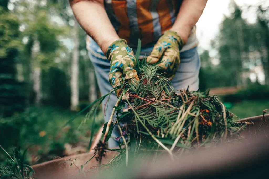 Close-up of a gardener’s gloved hands holding a pile of dry leaves, evergreen cuttings, and organic debris over a wheelbarrow for composting.