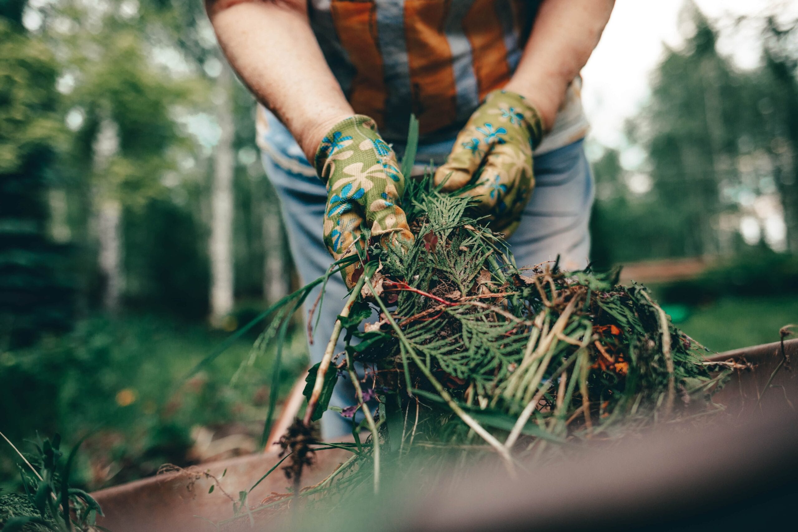 Close-up of a gardener’s gloved hands holding a pile of dry leaves, evergreen cuttings, and organic debris over a wheelbarrow for composting.