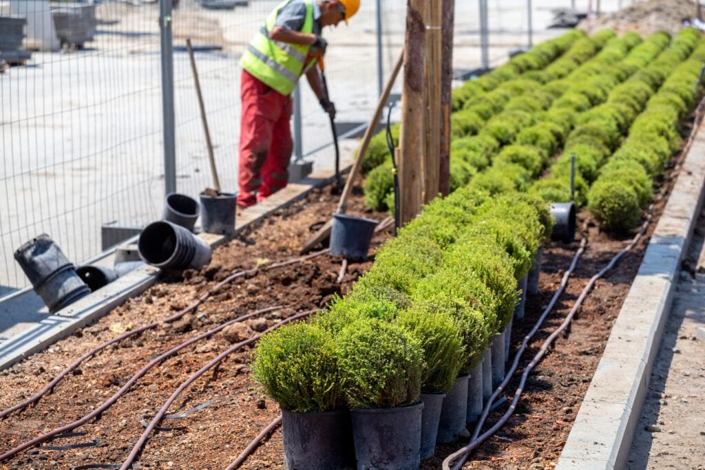 A landscaping worker in a high-visibility vest and hard hat planting rows of green shrubs in a city park with a drip irrigation system installed in the soil.