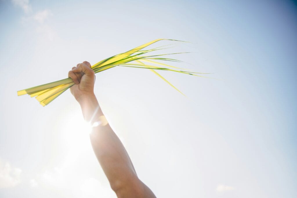 Find the Best Grass Service Near Me