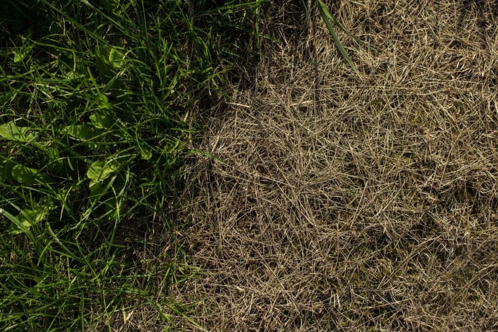 Summer Lawn Mowing Guide: Proven Commercial Turf Strategies 2 Contrast between healthy green lawn and dry brown grass, showcasing professional lawn restoration services in Ocala, FL.